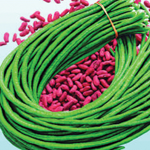 Long Yard Bean Sonar Bangla Laffa Barbatti seed variety
